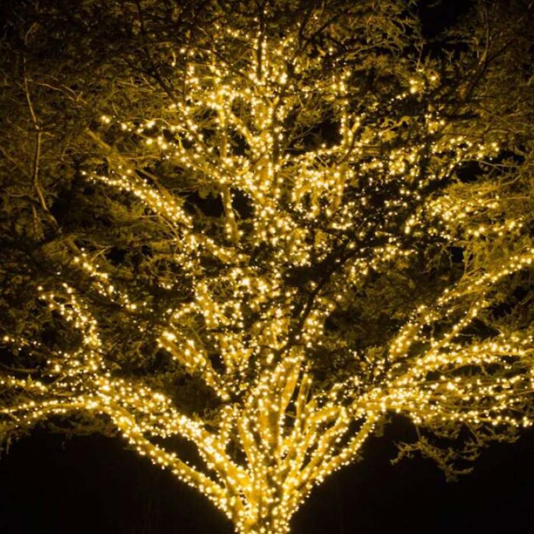 Idées d’éclairage d’arbre toute l’année